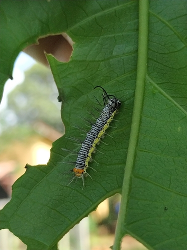 Isabella's Longwing