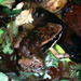 Yellow-throated Frog - Photo (c) Paul Freed, all rights reserved, uploaded by Paul Freed