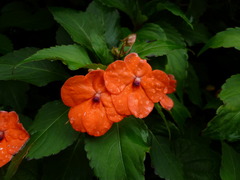 Impatiens walleriana image