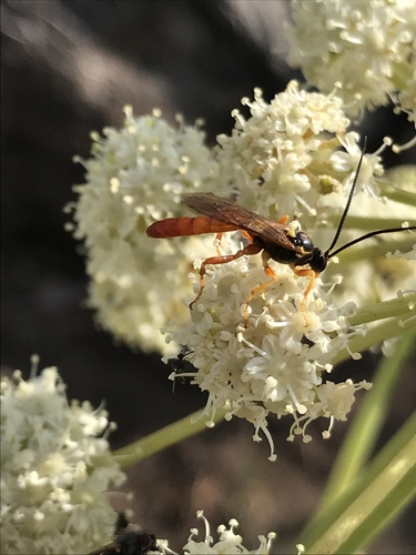 iNaturalist observation photo of Ichneumonini