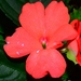 Impatiens - Photo (c) LINDA .EVF, all rights reserved