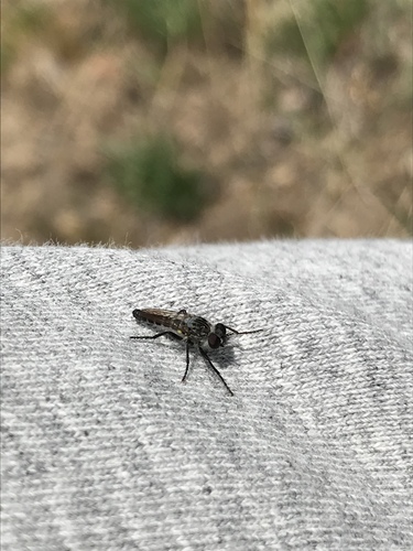 iNaturalist observation photo of Cyrtopogon