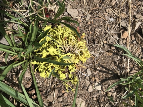 iNaturalist observation photo of Brown-eyed Wolf Lichen