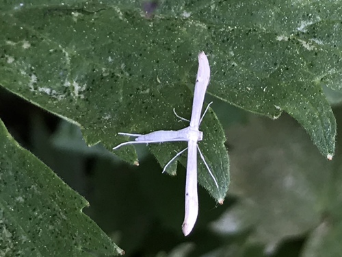 iNaturalist observation photo of Plain Plume Moth