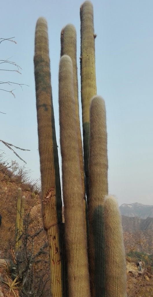 Old Man Cactus In May 2019 By Monserrat Garc A INaturalist   Large 