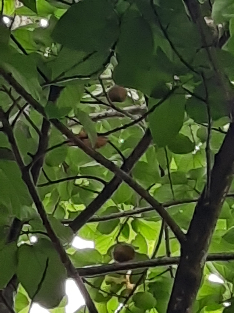 Fruits of Buddha's Coconut tree 