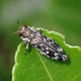 Agrilus auriventris - Photo (c) Pasteur Ng, all rights reserved, uploaded by Pasteur Ng