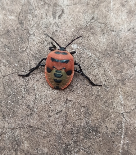 Coridius ianus