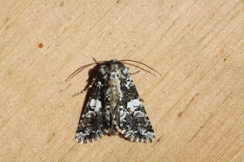 Marbled Coronet