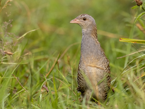 Corn Crake