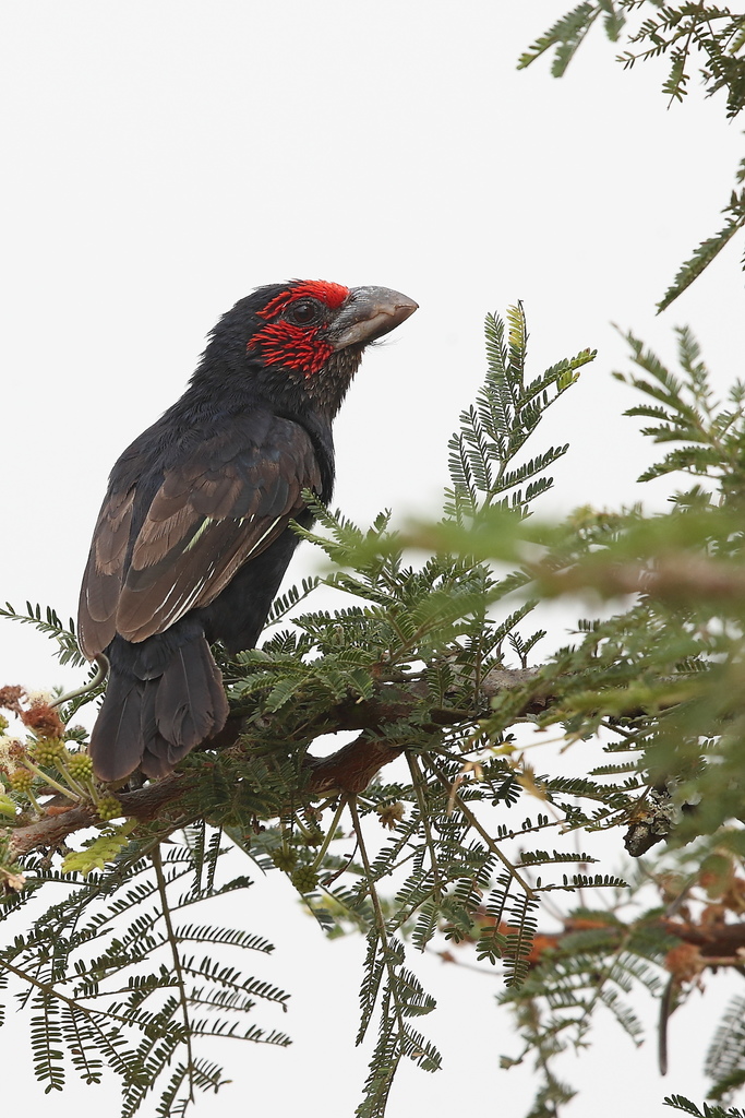 Red-faced Barbet photo