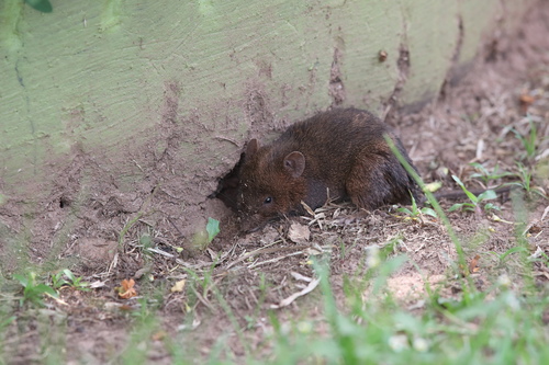 Rusty-bellied Brush-furred Rat (Lophuromys sikapusi) — Least Concern Mammalia