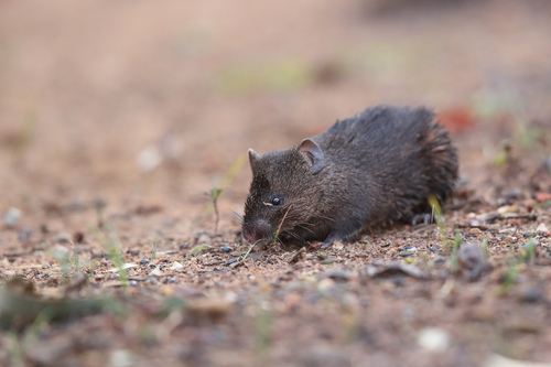 Albertine Rift Brush-furred Rat (Lophuromys laticeps) — Data Deficient Mammalia