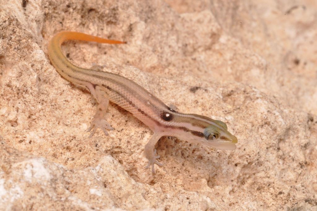 Roosevelt's beige sphaero