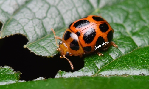 Gonioctena fortunei · iNaturalist