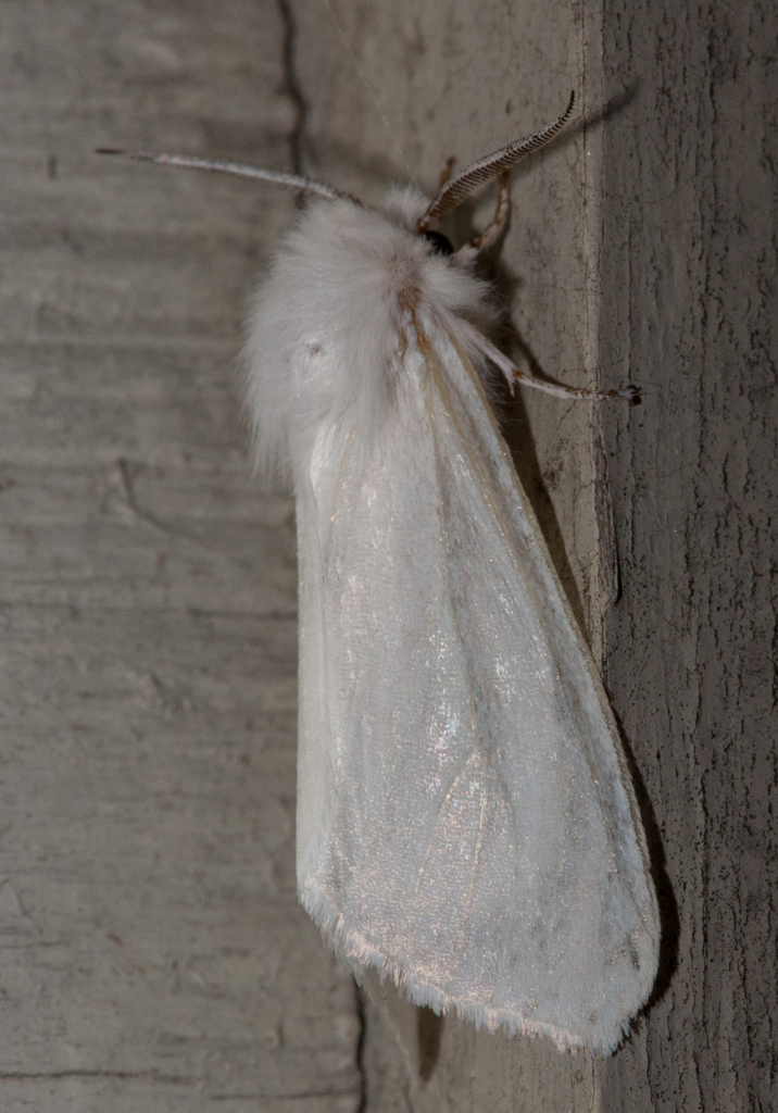 Fall Webworm Moth from Washington County, VT, USA on July 19, 2021 at ...
