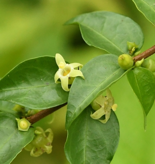 Canthium rheedei (Canthium rheedei)