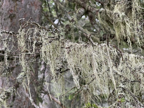 Mountain Oakmoss Lichen