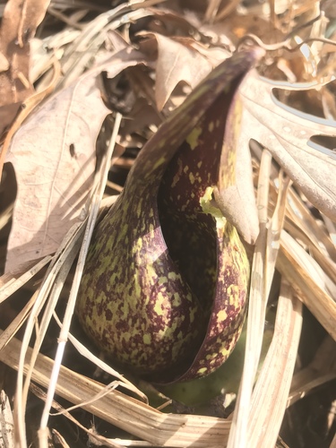 iNaturalist observation photo of Eastern Skunk Cabbage