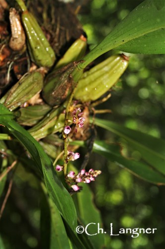 Thecostele