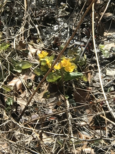 iNaturalist observation photo of marsh marigold