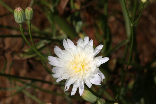 Malacothrix saxatilis var. commutata