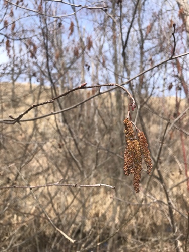 iNaturalist observation photo of swamp alder