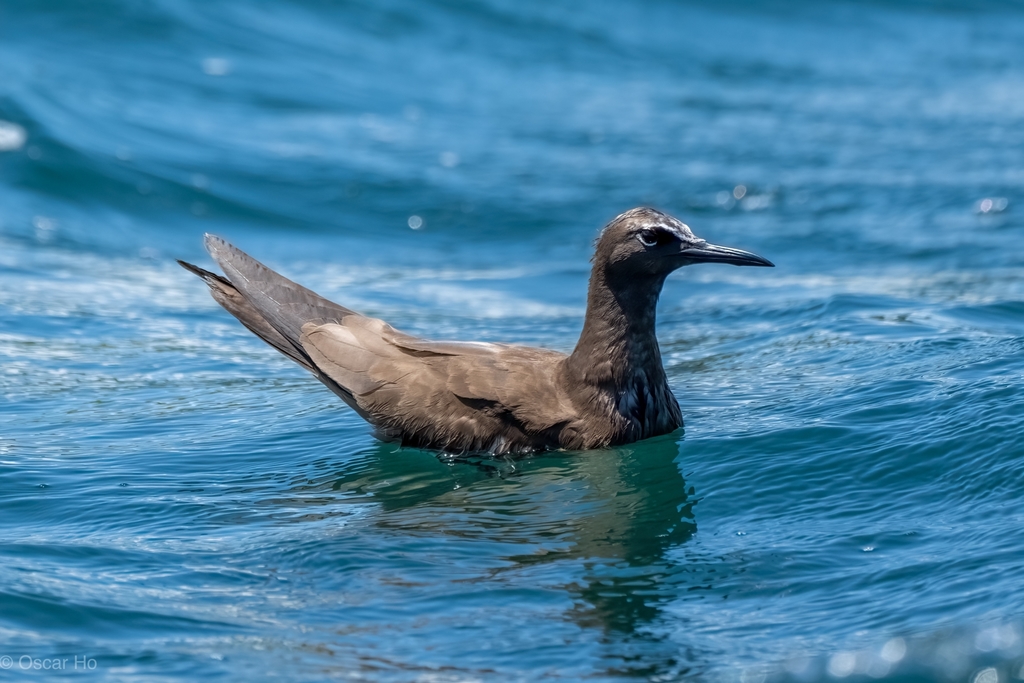 Brown Noddy