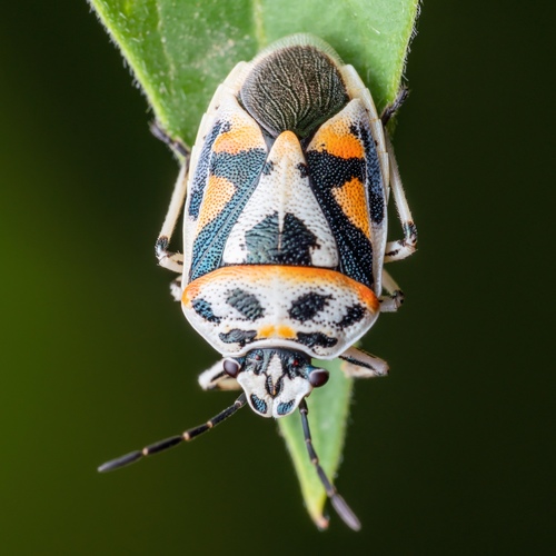 red cabbage bug