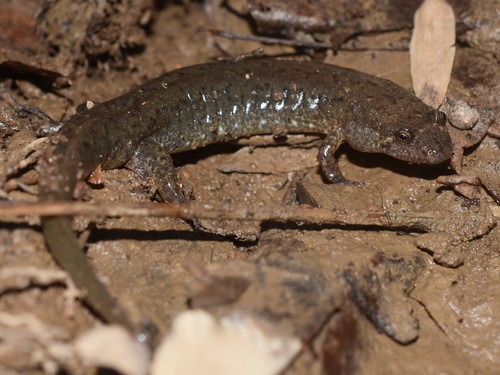 Northern Dusky Salamander
