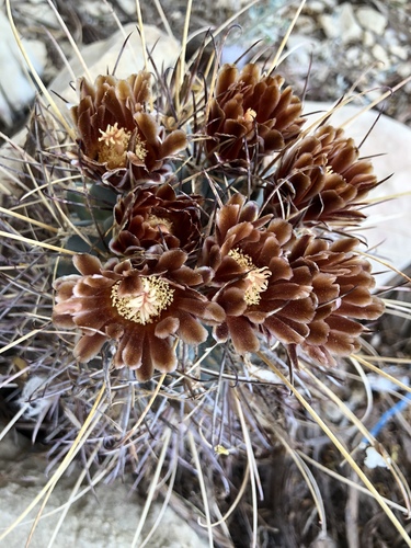 Chihuahuan fishhook cactus