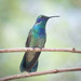 Mexican Violetear - Photo (c) Joseph Connors, all rights reserved, uploaded by Joseph Connors