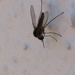 photo of Bee Flies (Bombyliidae)
