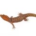 Isla Vieques Dwarf Gecko - Photo (c) Stu Nielsen, all rights reserved, uploaded by Stu Nielsen
