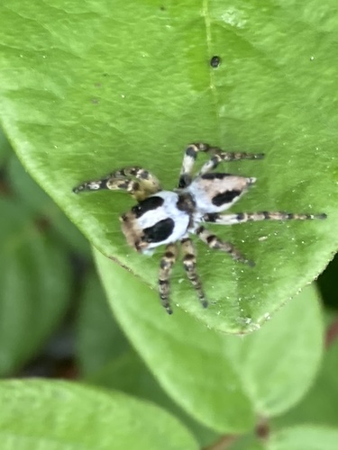 Tarkas maculatipes