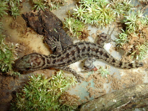 Naked Toed Geckos Genus Gymnodactylus Inaturalist