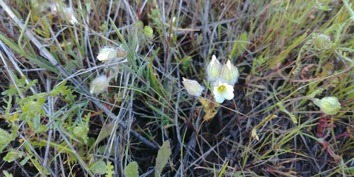 Limnanthes floccosa ssp. floccosa