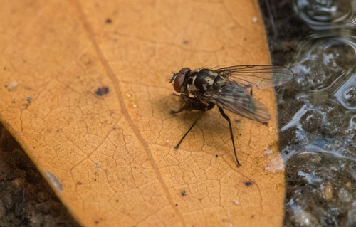 photo of House Flies And Allies (Muscidae)