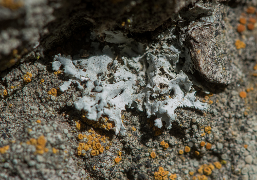 photo of Rosette Lichens (Physcia)