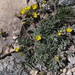 Potentilla amicarum - Photo (c) johncamping, all rights reserved, uploaded by johncamping