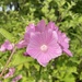 Greater Musk-Mallow - Photo (c) Carson Mummert, all rights reserved, uploaded by Carson Mummert