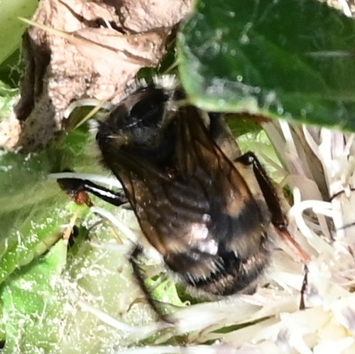 iNaturalist observation photo of Bumble Bees