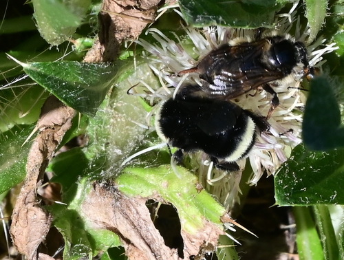 iNaturalist observation photo of Bumble Bees