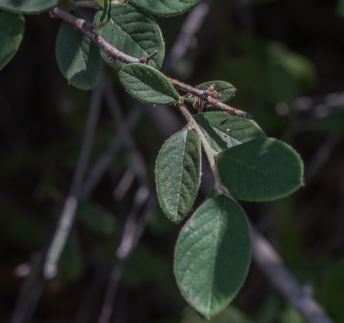 photo of Silverleaf Cotoneaster (Cotoneaster pannosus)