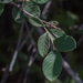 photo of Silverleaf Cotoneaster (Cotoneaster pannosus)