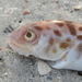 Blotched Cusk-Eel - Photo (c) Chloe Brisco, all rights reserved, uploaded by Chloe Brisco