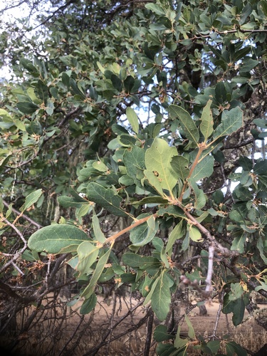 iNaturalist observation photo of Dumosae