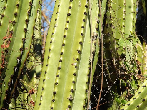 Stenocereus martinezii