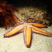 Astropecten vappa - Photo (c) Dr Elodie Camprasse, all rights reserved, uploaded by Dr Elodie Camprasse