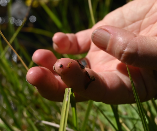 iNaturalist observation photo of Mosquitoes and Midges